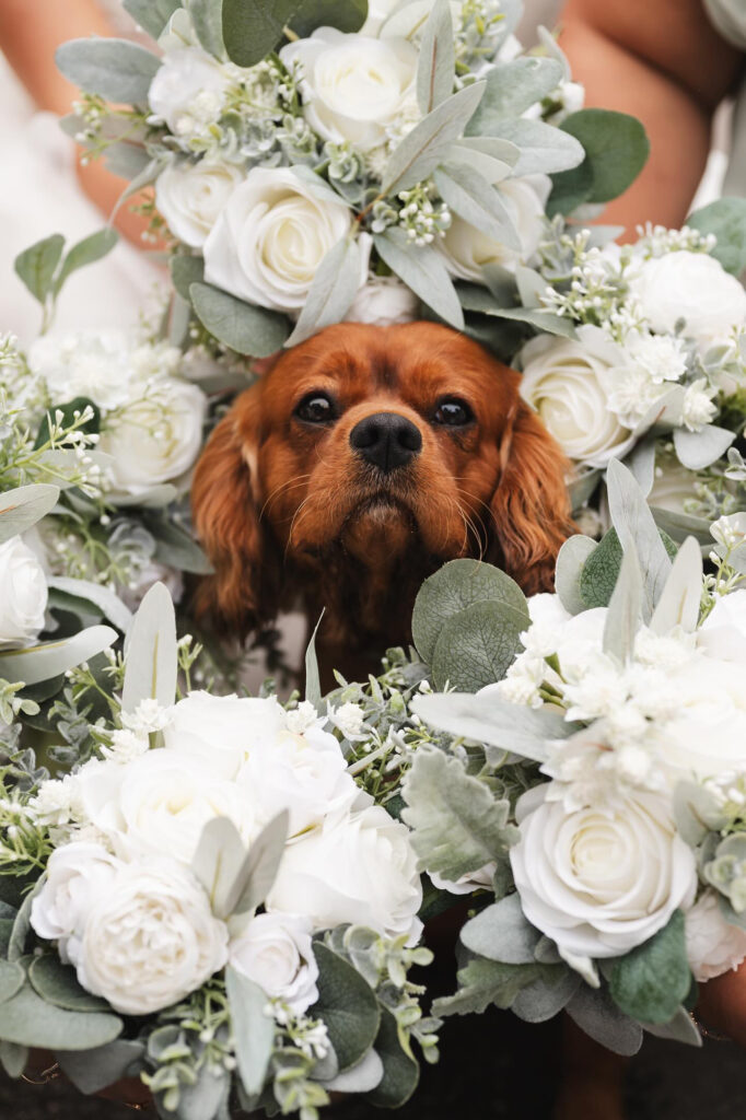 Brown dog surrounded by white roses